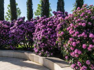 27 Tomato Companion Plants & What Not To Plant With Tomatoes