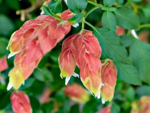 Are Petunias Considered Annual or Perennial Flowers?