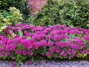 27 Tomato Companion Plant