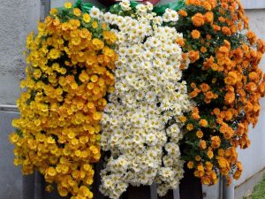 21 Fall Window Box Ideas (Photos)